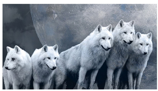 新時(shí)代的狼性精神！