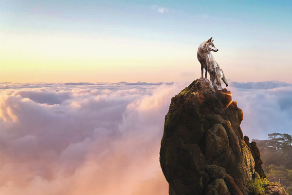 新時(shí)代的狼性精神！