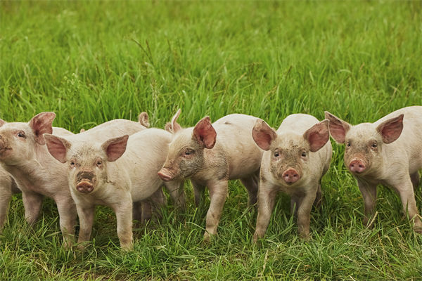 企業(yè)年度經(jīng)營(yíng)計(jì)劃管理分析：養(yǎng)殖戶(hù)養(yǎng)一頭豬虧36元