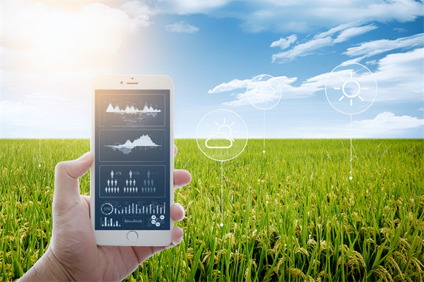 溫州種出2.1米高巨型水稻，精益生產(chǎn)怎么看？