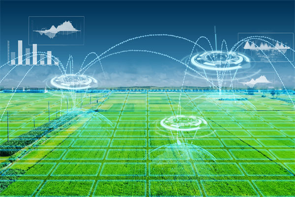 溫州種出2.1米高巨型水稻，精益生產怎么看？