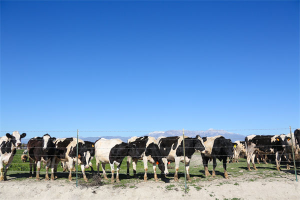 常溫純牛奶中禁止添加復(fù)原乳，集成供應(yīng)鏈怎么看？